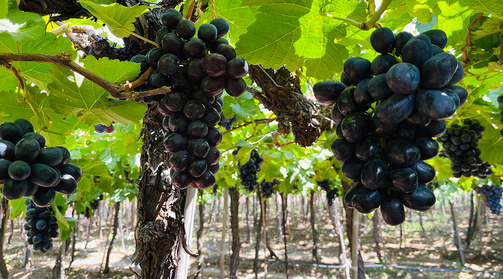 Seedless Black table Grape- The Most Nutritious