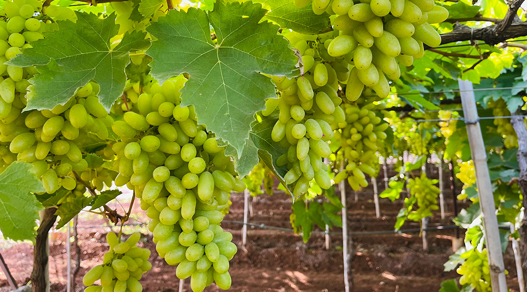 Seedless White Table grapes – The sweetest Grape